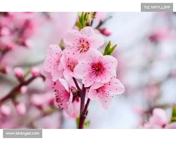 桃园每日攻略_桃园升级：桃园每日指南：探索美食、游览景点、享受生活